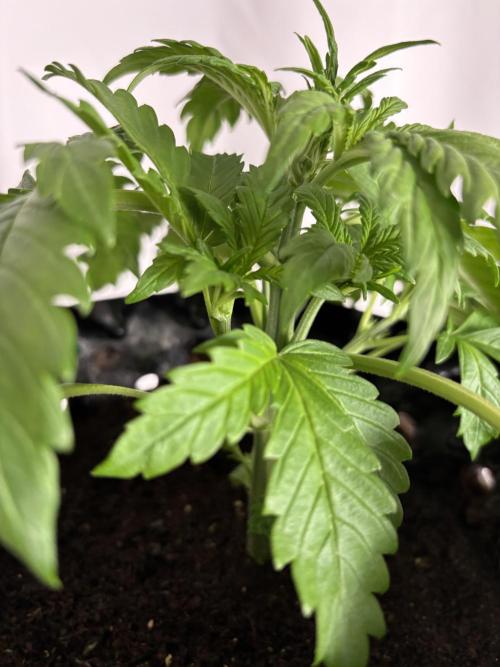 Banana Purple Punch. Week 3 - BPP Day 19