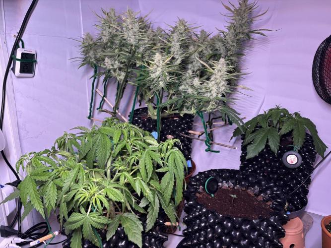 Banana Purple Punch. Week 3 - Age gap squad.