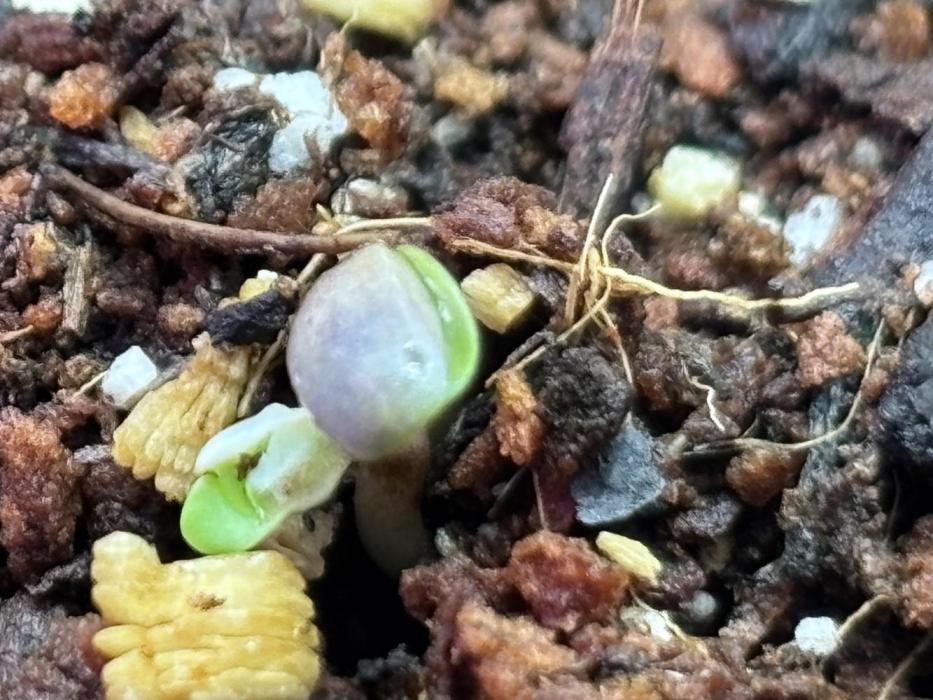 Gorilla Cookies Auto. Week 0