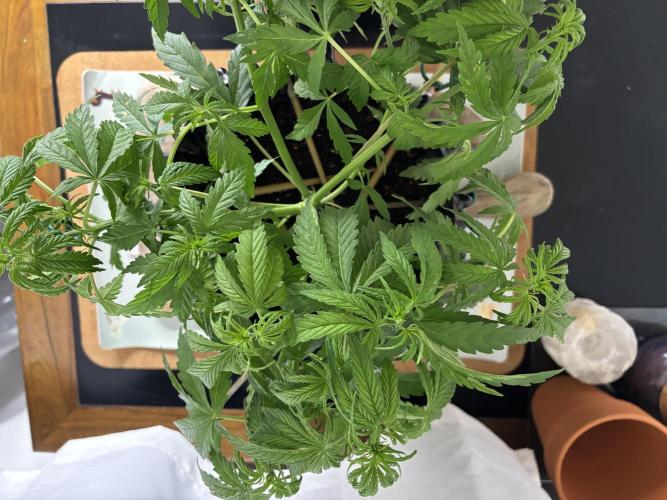 Original Moby Dick Auto. Week 5 - MD 28 days