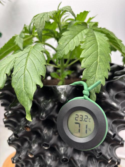 Original Moby Dick Auto. Week 5 - MD 28 days