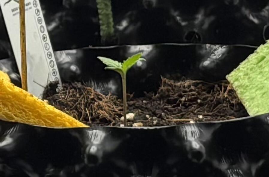 Gorilla Cookies Auto. Week 0 - GC around week old.