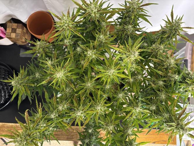 Gorilla Cookies Auto. Week 9 - GC 63 days old.