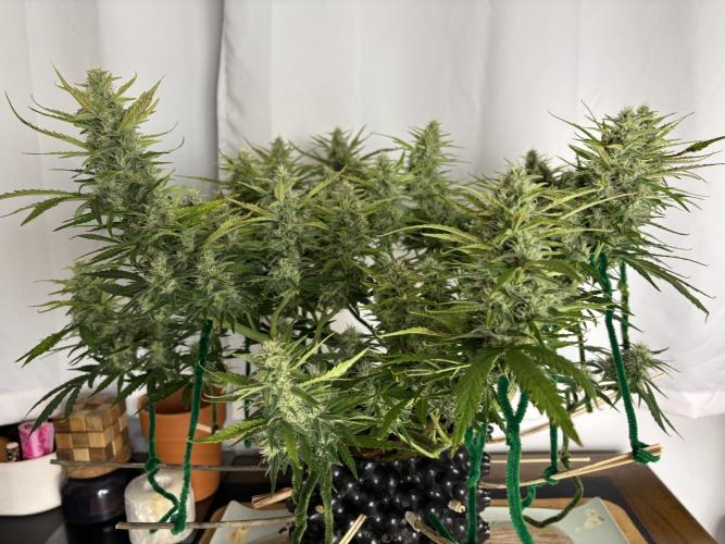 Gorilla Cookies Auto. Week 9 - GC 63 days old.