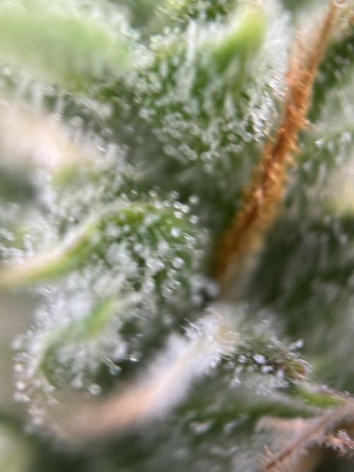 Gorilla Cookies Auto. Week 9 - GC 63 days old.