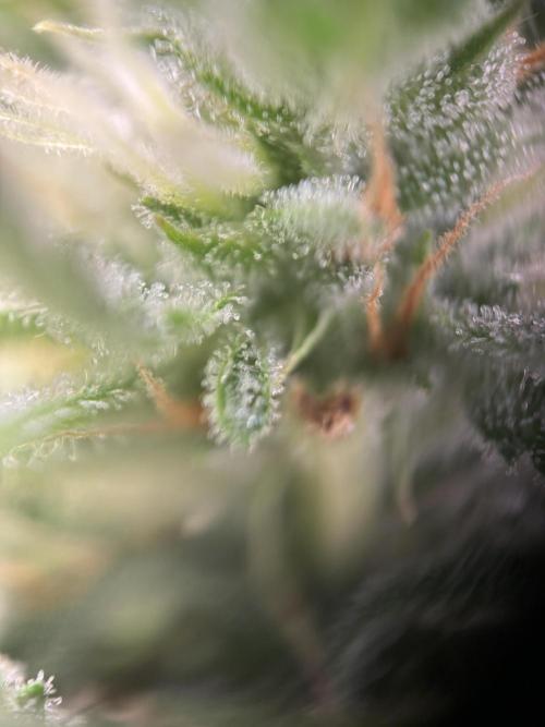 Gorilla Cookies Auto. Week 9 - GC 63 days old.