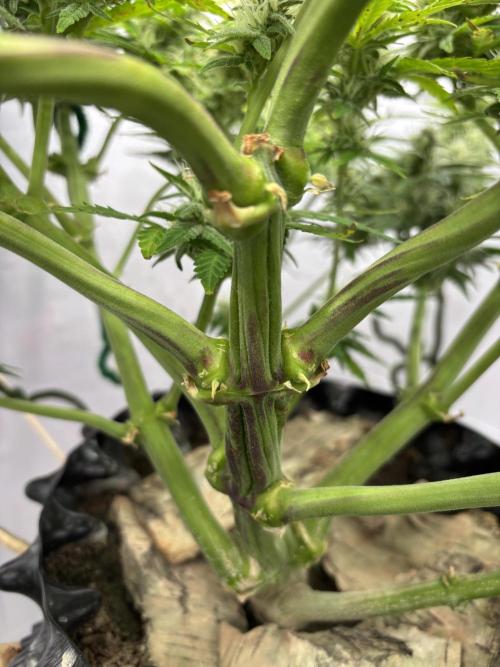 Gorilla Cookies Auto. Week 9