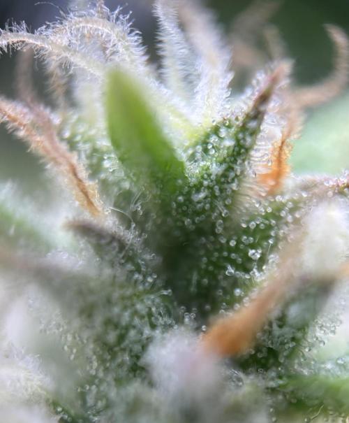 Gorilla Cookies Auto. Week 9 - GC 63 days old.