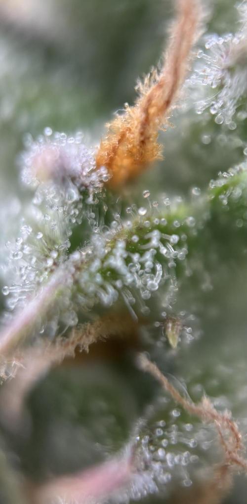 Gorilla Cookies Auto. Week 9 - GC 63 days old.