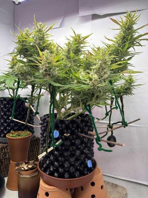 Gorilla Cookies Auto. Week 10