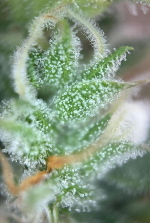 Gorilla Cookies Auto. Week 10 - Day 65