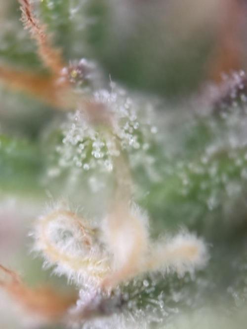 Gorilla Cookies Auto. Week 10 - Day 65