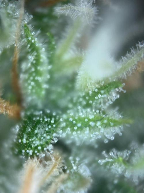 Gorilla Cookies Auto. Week 10 - Day 65