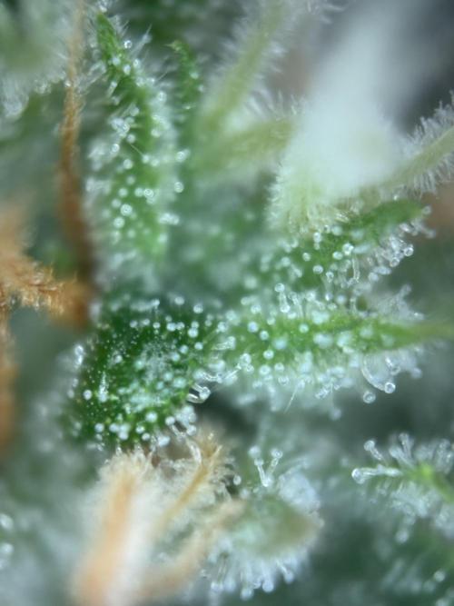 Gorilla Cookies Auto. Week 10 - Day 65