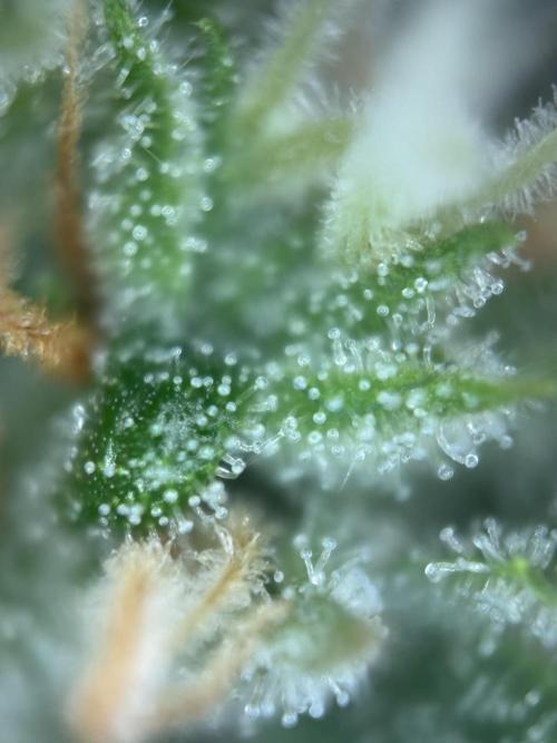 Gorilla Cookies Auto. Week 10 - Day 65