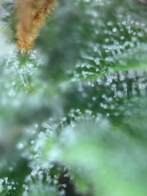 Gorilla Cookies Auto. Week 10 - How awesome is that