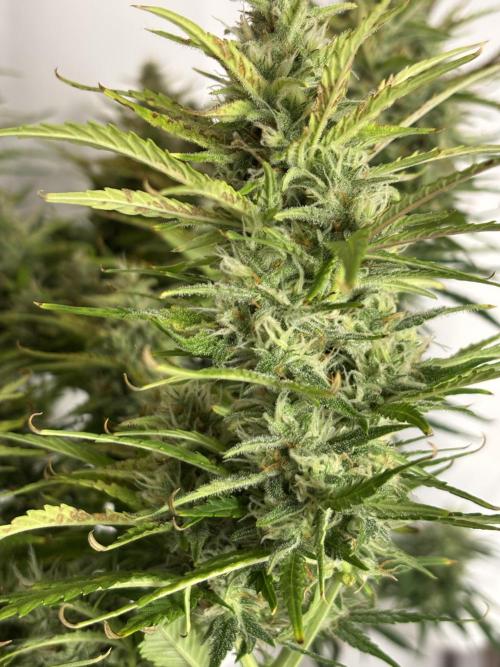 Gorilla Cookies Auto. Week 10