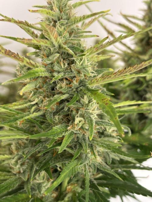 Gorilla Cookies Auto. Week 10