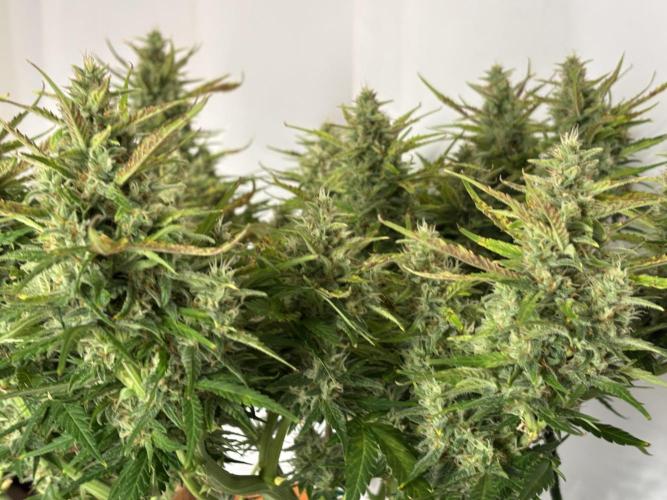 Gorilla Cookies Auto. Week 10