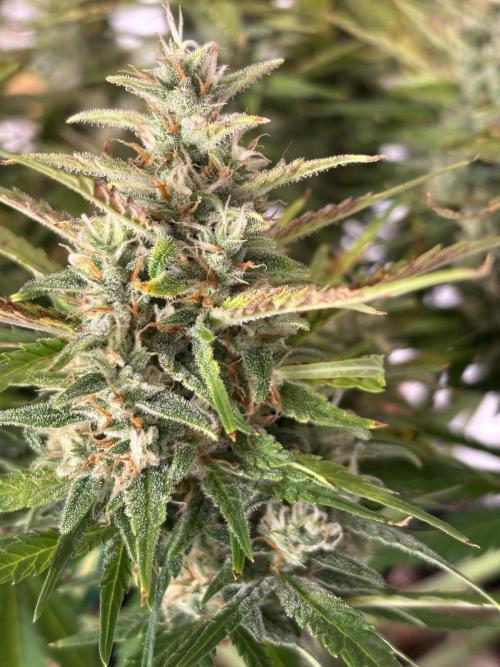 Gorilla Cookies Auto. Week 10