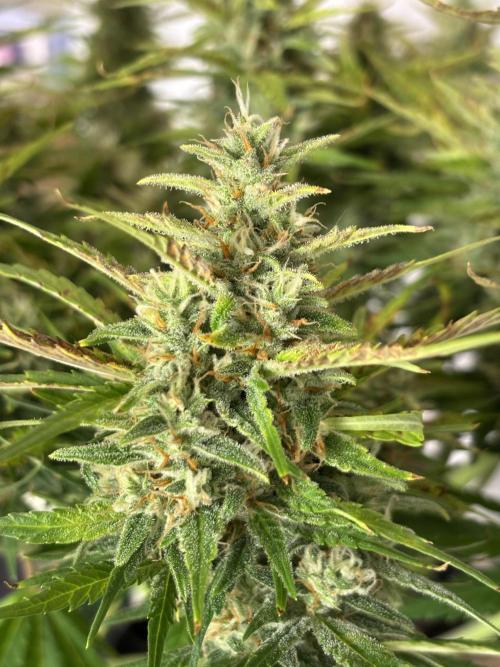 Gorilla Cookies Auto. Week 10