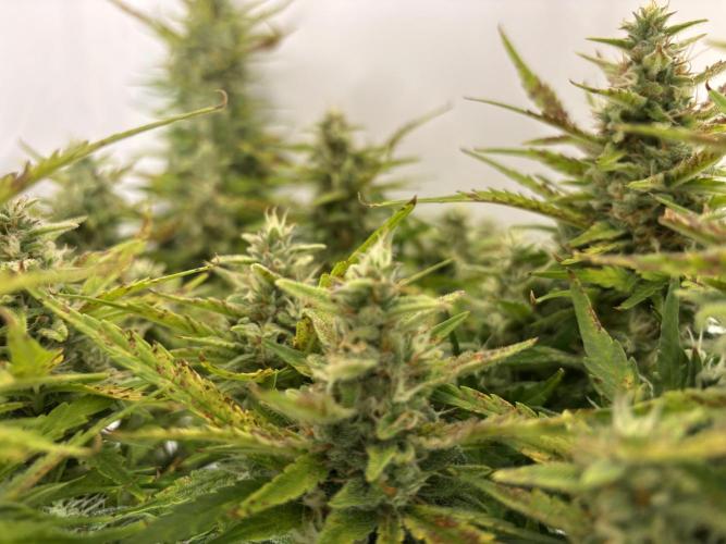 Gorilla Cookies Auto. Week 10