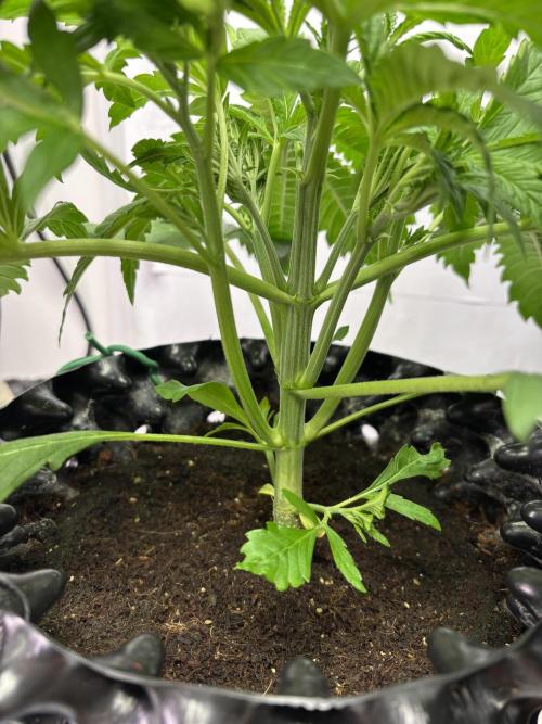 Banana Purple Punch. Week 4 - Beginning of the week. 