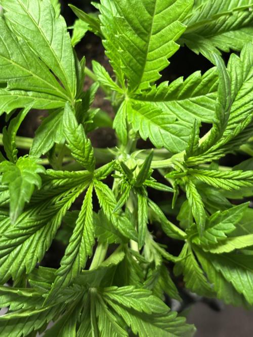 Banana Purple Punch. Week 4 - Beginning of the week. 