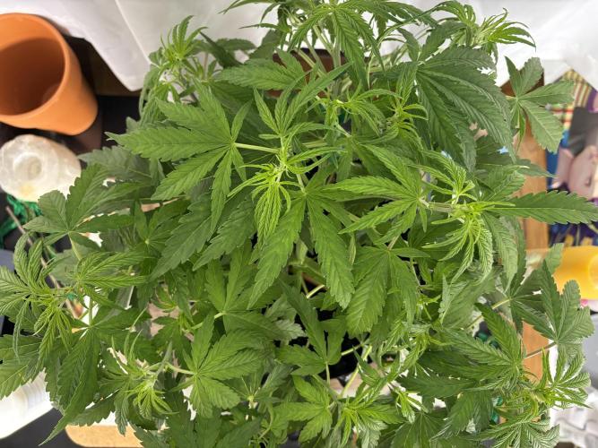 Original Moby Dick Auto. Week 4 - Day 22