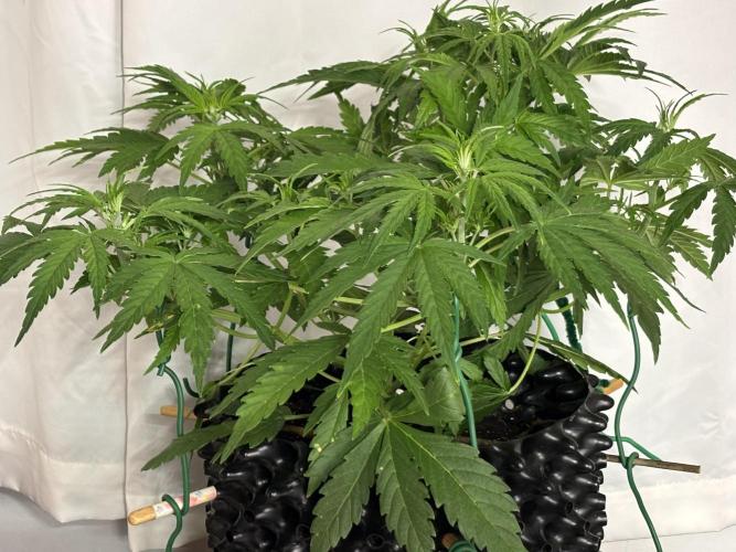 Original Moby Dick Auto. Week 4 - Day 22