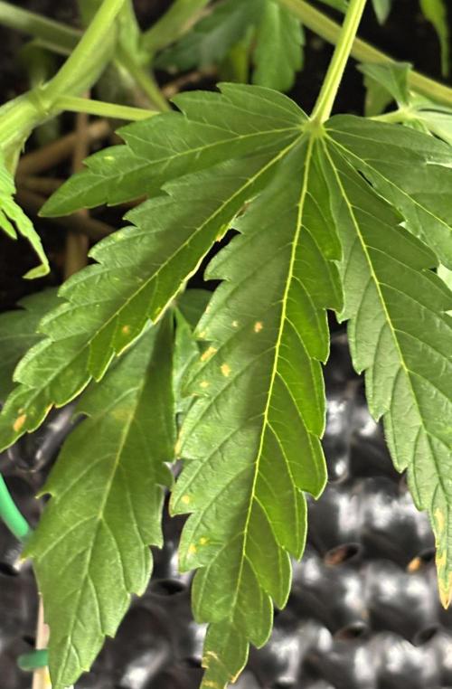 Original Moby Dick Auto. Week 4 - Early calcium deficiency?