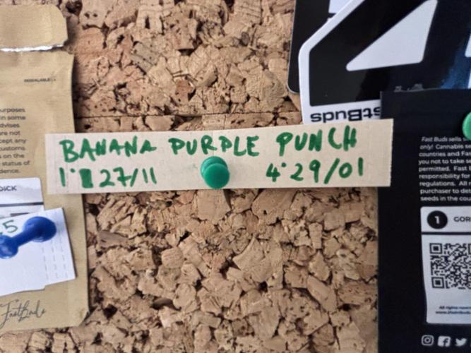 Banana Purple Punch. Week 0