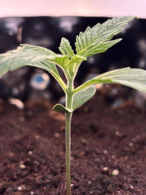 Sour Jealousy Auto. Week 2 - Day 10