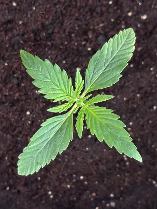 Sour Jealousy Auto. Week 2 - Day 10