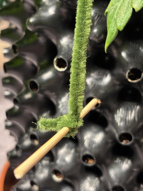 Original Moby Dick Auto. Week 5