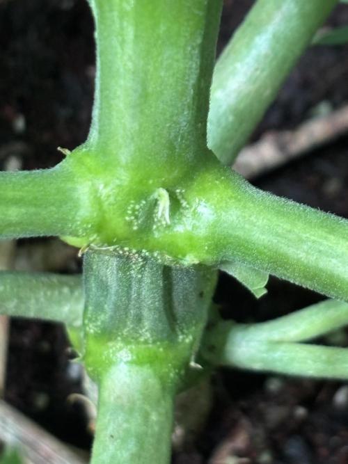 Original Moby Dick Auto. Week 5