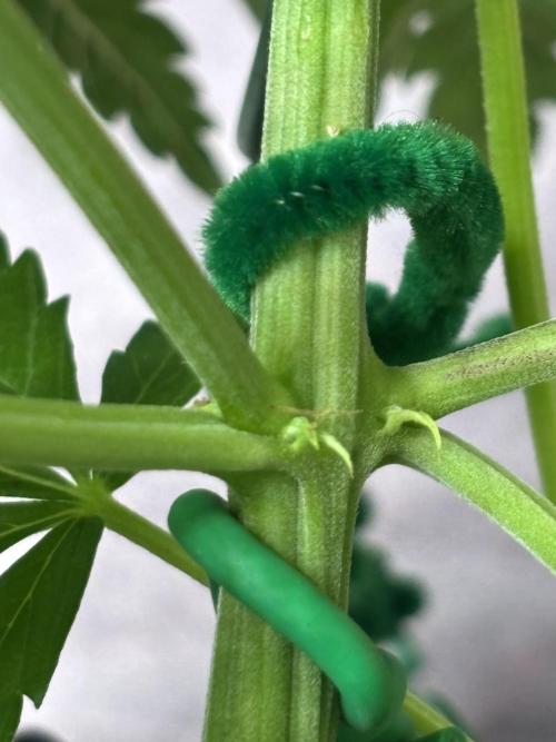 Original Moby Dick Auto. Week 5