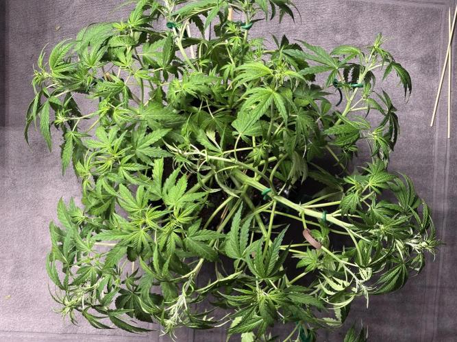 Original Moby Dick Auto. Week 5 - LST done