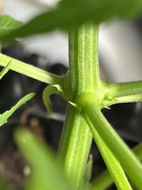 Original Moby Dick Auto. Week 5