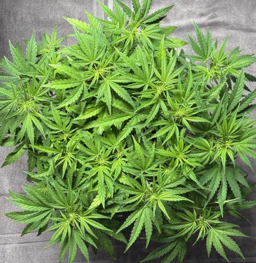 Original Moby Dick Auto. Week 5 - Before LST