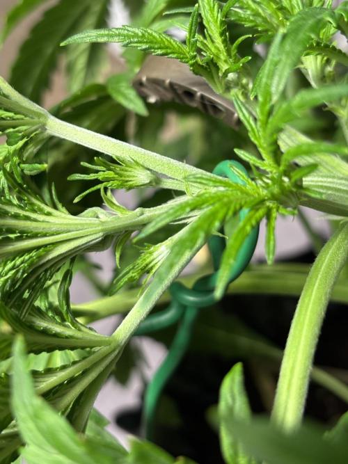 Original Moby Dick Auto. Week 5 - LST Ties