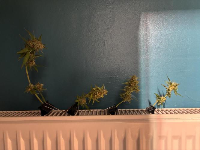 Gorilla Cookies Auto. Week 11 - :)