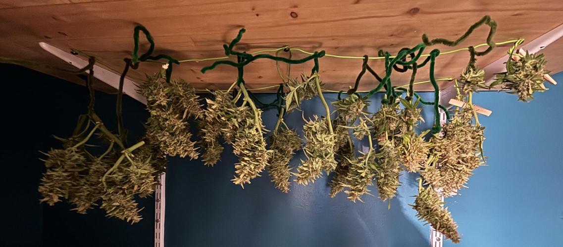 Gorilla Cookies Auto. Week 11