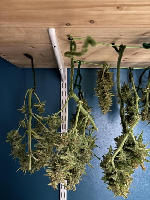 Gorilla Cookies Auto. Week 11