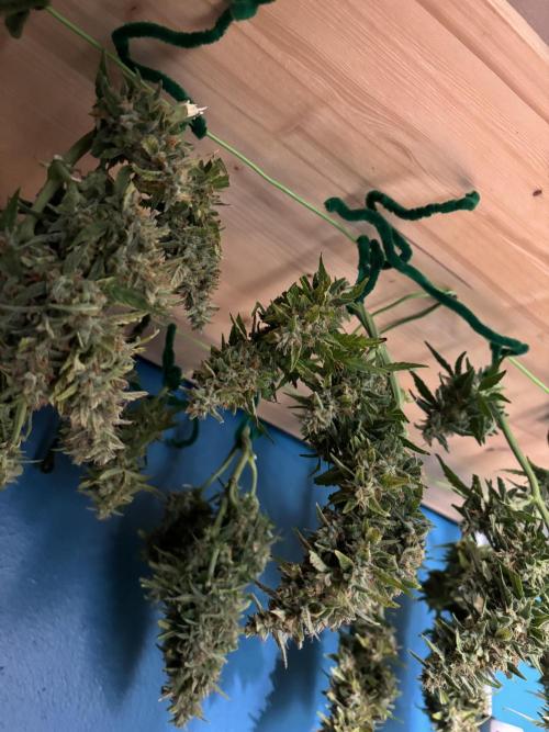 Gorilla Cookies Auto. Week 11