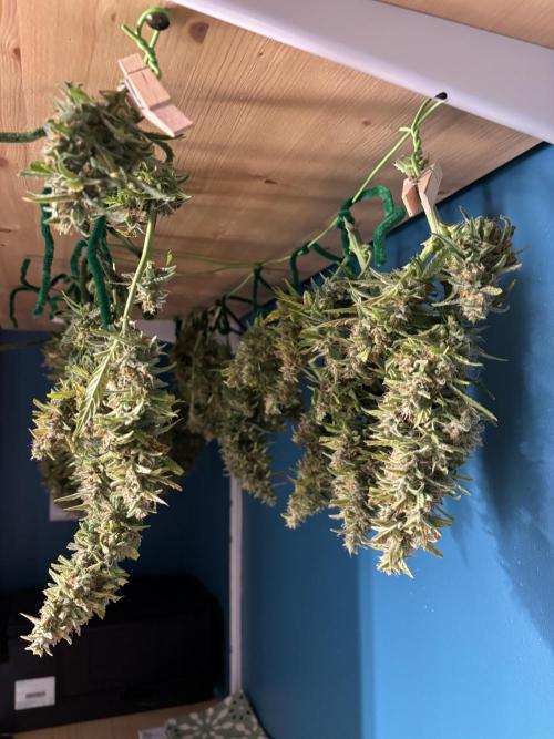 Gorilla Cookies Auto. Week 11