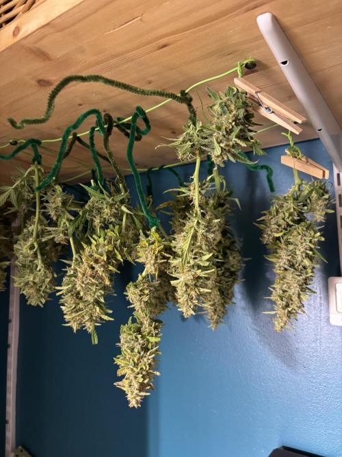 Gorilla Cookies Auto. Week 11