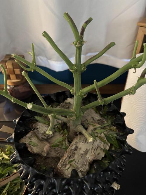 Gorilla Cookies Auto. Week 11