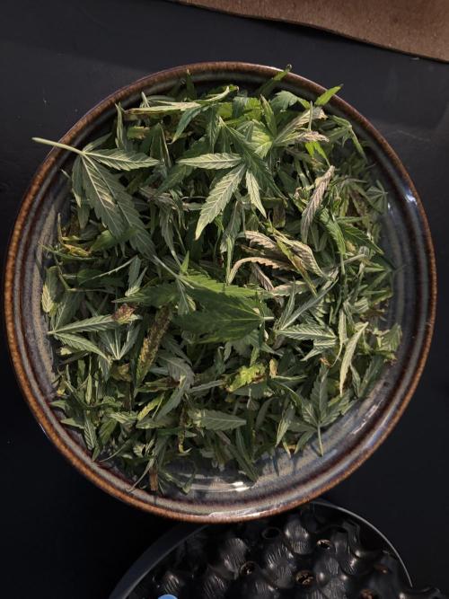 Gorilla Cookies Auto. Week 11 - I'm gonna turn it into a shampoo bar.