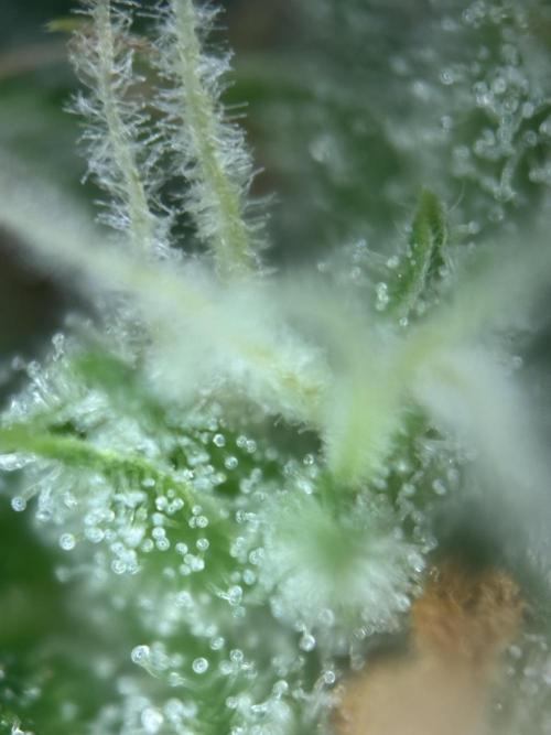 Gorilla Cookies Auto. Week 11